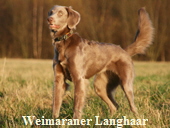 Langhaar Weimaraner Phila vom Fenriswolf