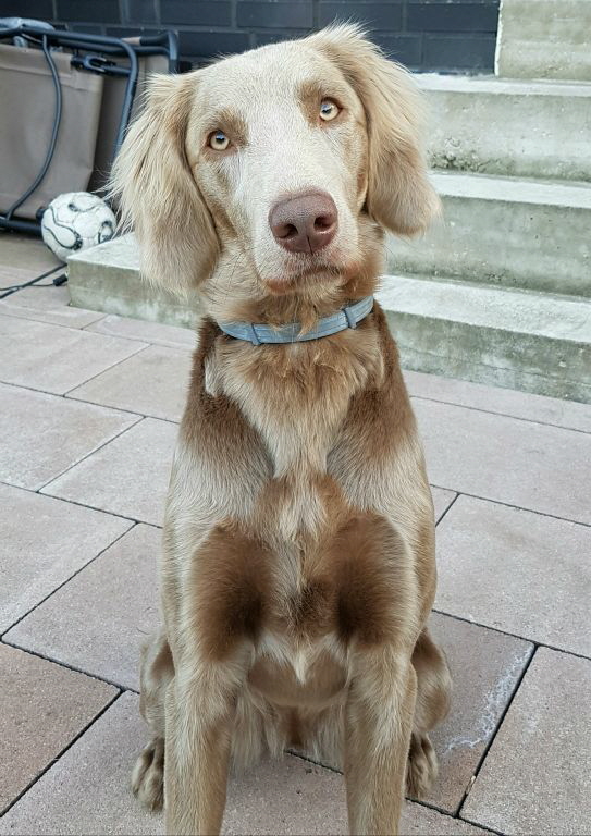 Langhaar Weimaraner