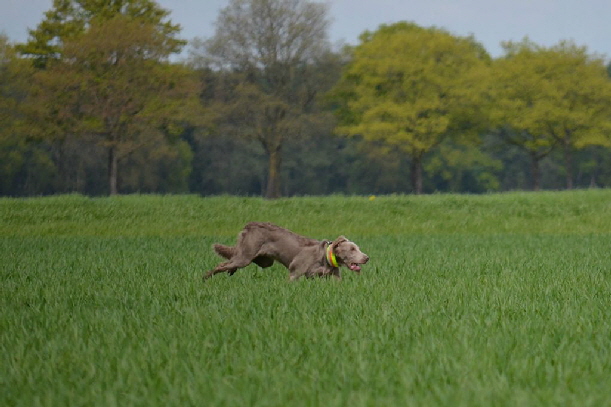 Langhaar Weimaraner