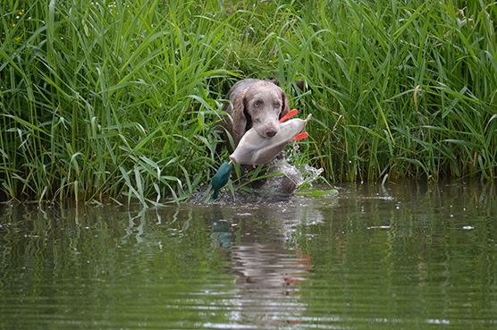 Langhaar Weimaraner