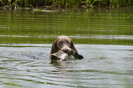 Langhaar Weimaraner