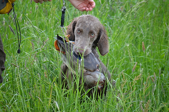 Langhaar Weimaraner