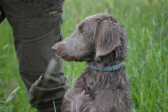 Langhaar Weimaraner