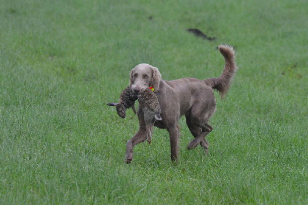 Langhaar Weimaraner