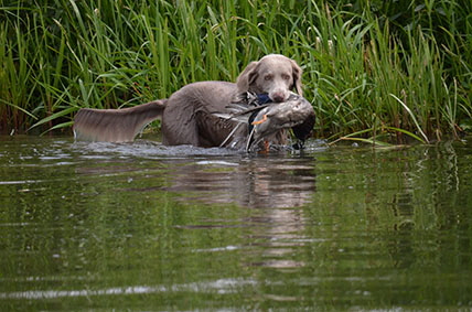 Langhaar Weimaraner