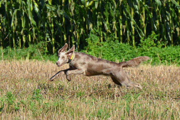 Langhaar Weimaraner