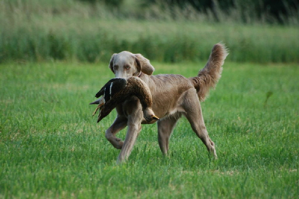 Langhaar Weimaraner