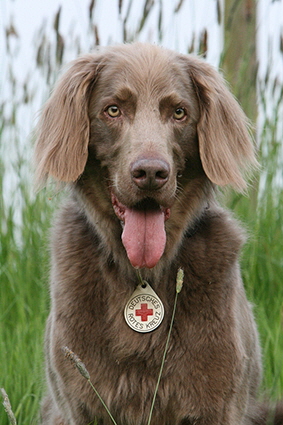 Langhaar Weimaraner