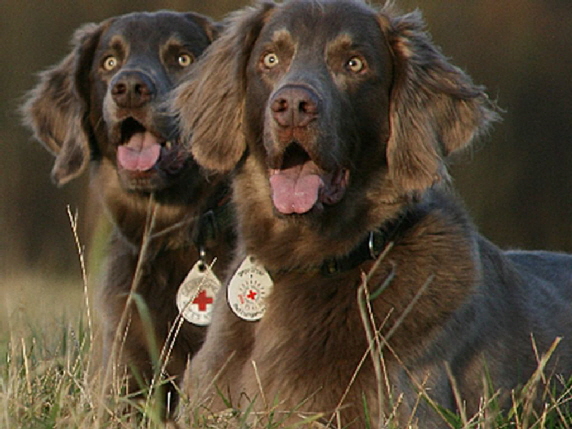 Langhaar Weimaraner