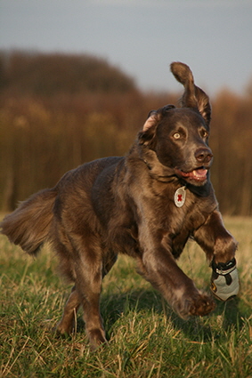 Langhaar Weimaraner