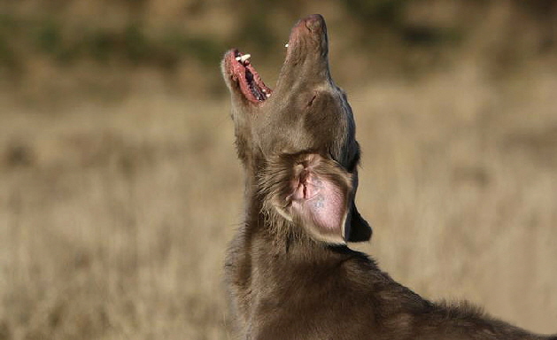 Langhaar Weimaraner