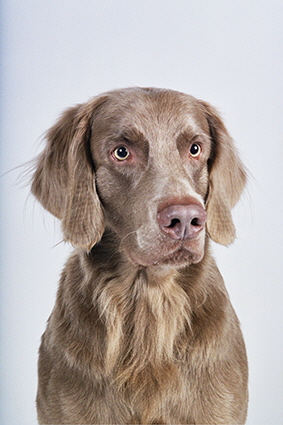 Langhaar Weimaraner