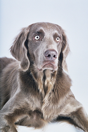 Langhaar Weimaraner