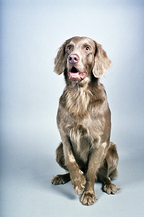 Langhaar Weimaraner