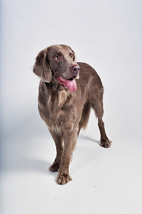 Langhaar Weimaraner