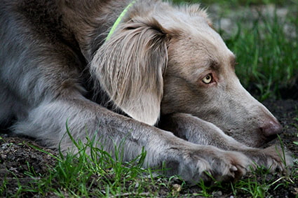 Langhaar Weimaraner