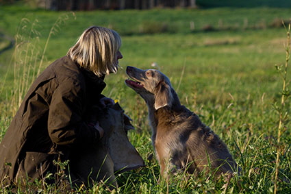 Langhaar Weimaraner