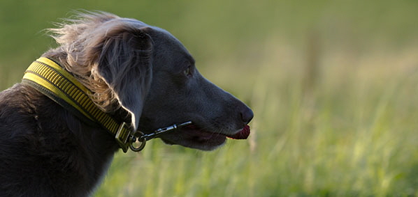 Langhaar Weimaraner
