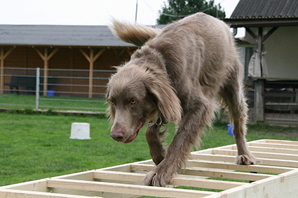 Langhaar Weimaraner